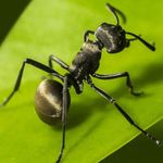 The Ants Underground Kingdom